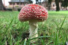 amanitamuscaria
