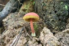 boletellus